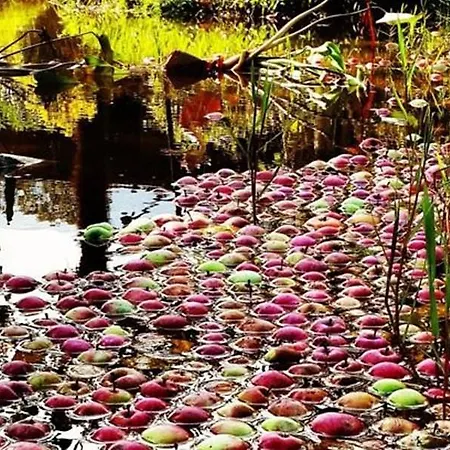 Sapanca Tas Ev Darıca