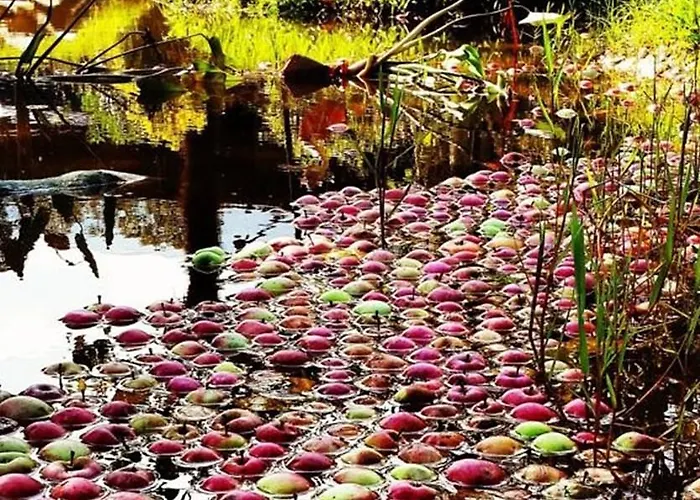 Sapanca Tas Ev Darıca